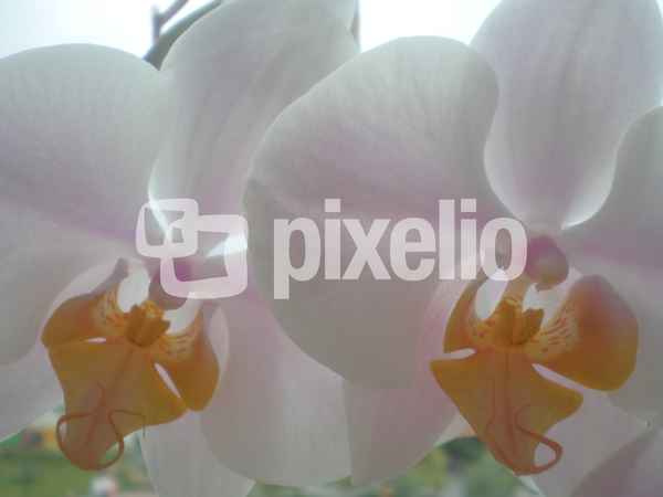 Orchideen