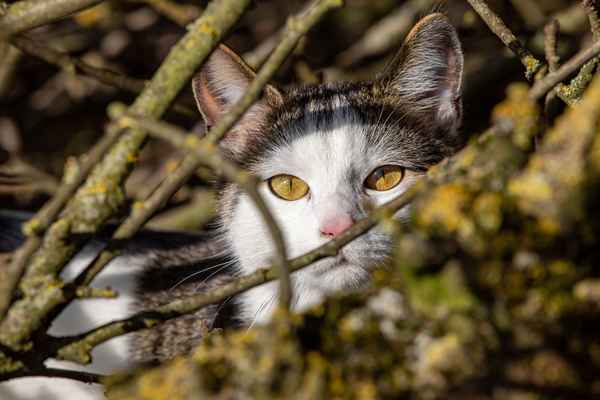 heimlicher Beobachter