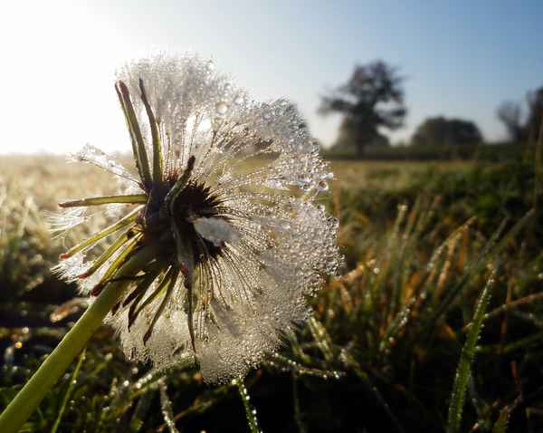 Herbstmorgen mit Pusteblume