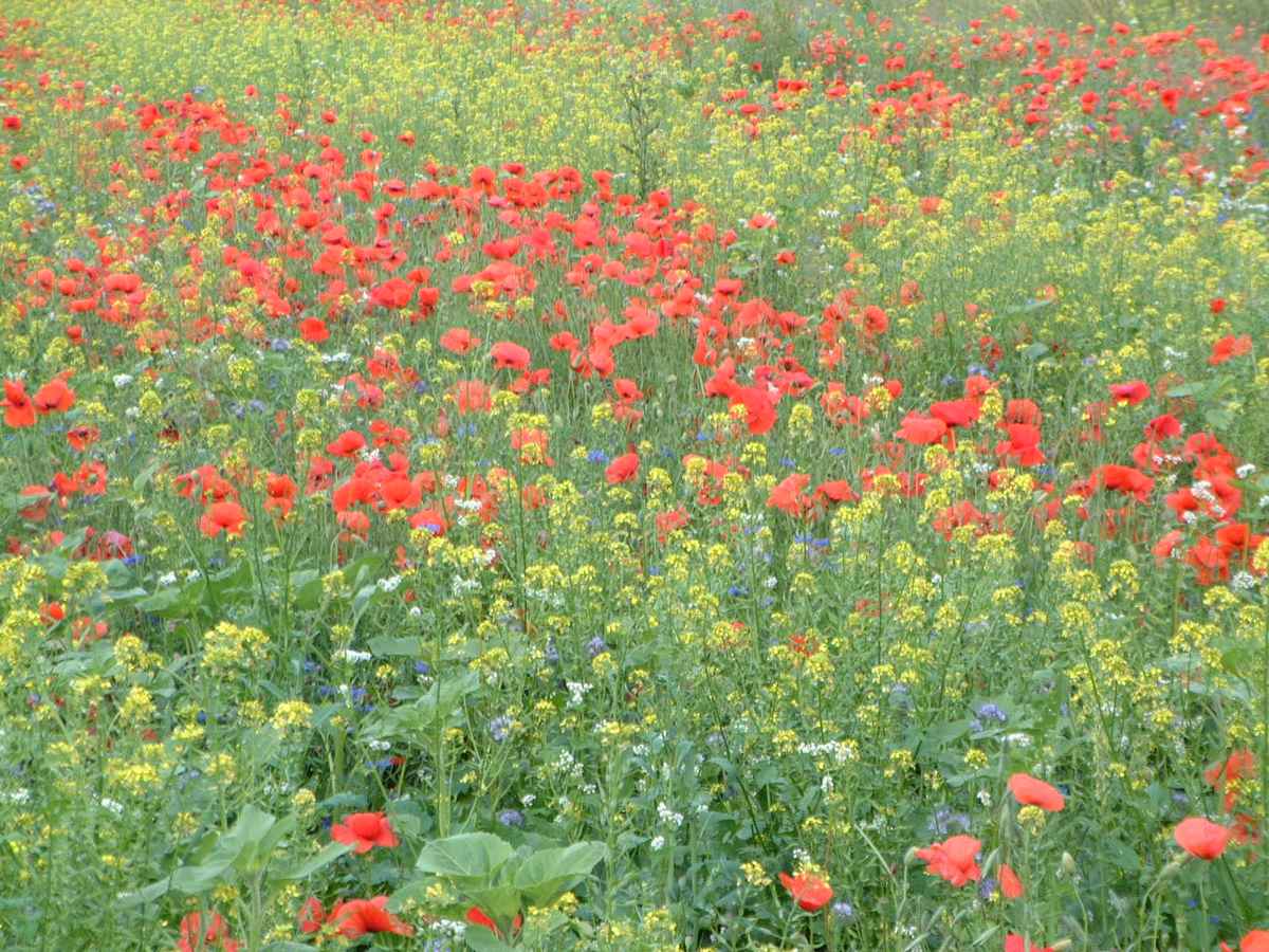 Blumenwiese