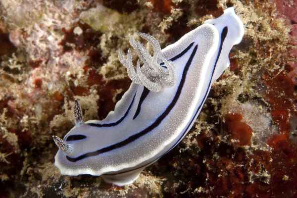 Und noch ne Schnecke