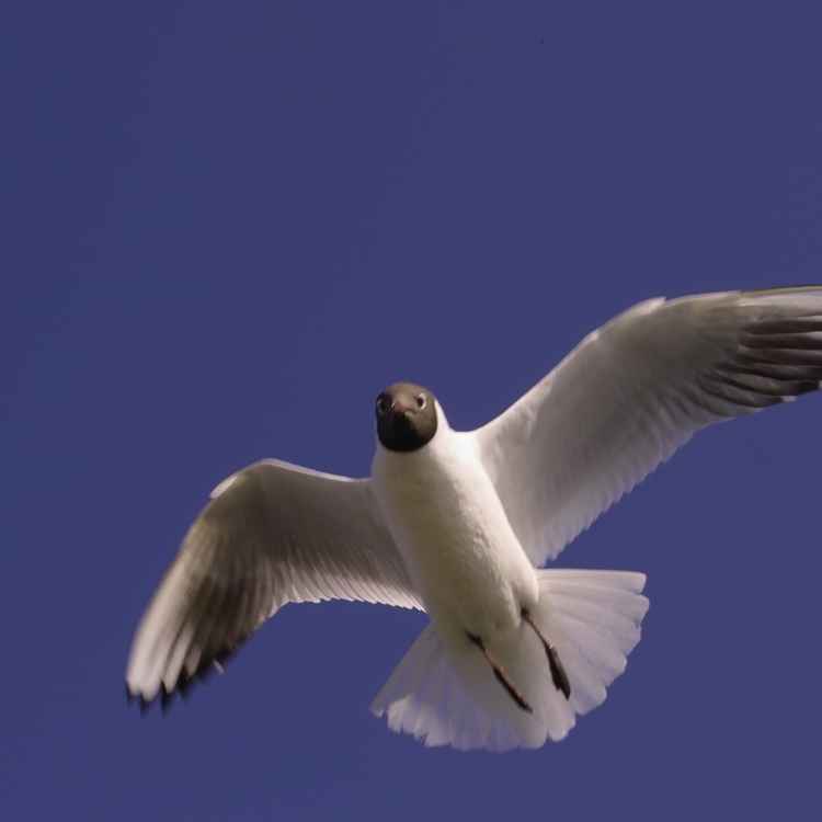 Möwe (10)