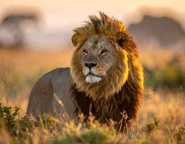 L&ouml;wen-Pascha in der Savanne