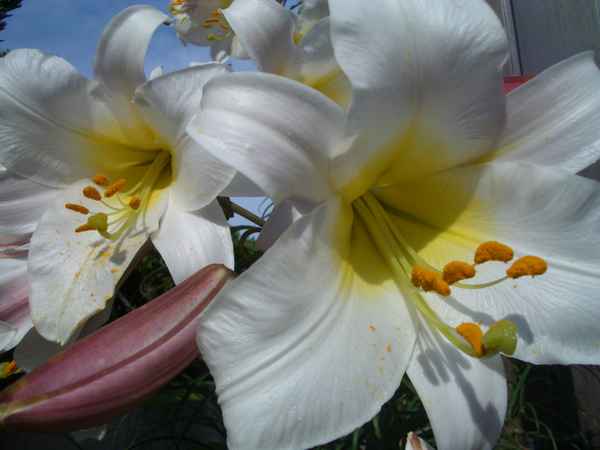 weisse Lilien mit Knospe
