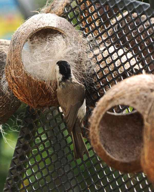 nestbau-boom im frühling