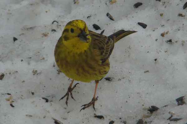 Goldammer im Schnee