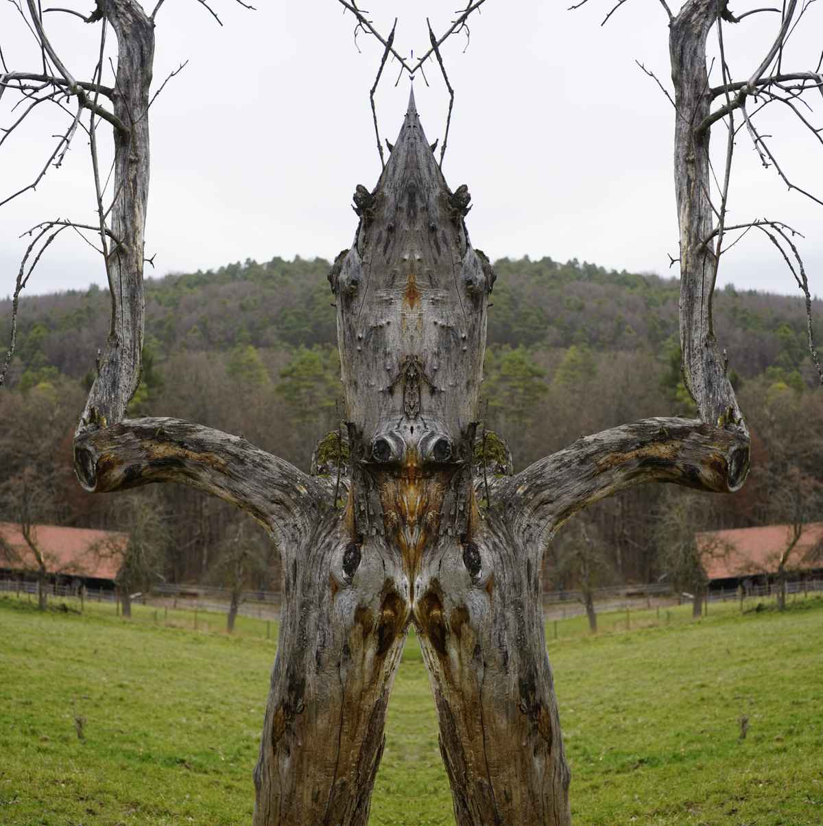 Knorriges Spiegelwesen