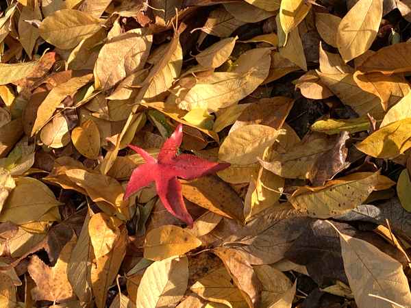 das rote Blatt