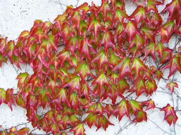 Wilder Wein