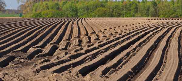 choreographie der möhrenaussaat 3