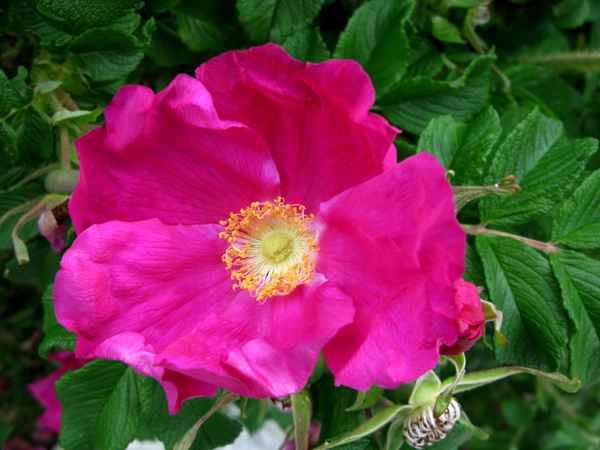 Heckenrose
