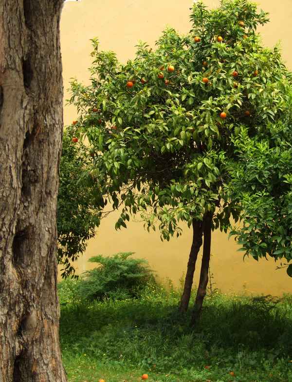 Apfelsinenbäumchen