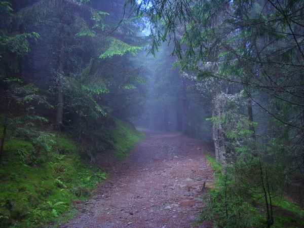 Harrys Wald