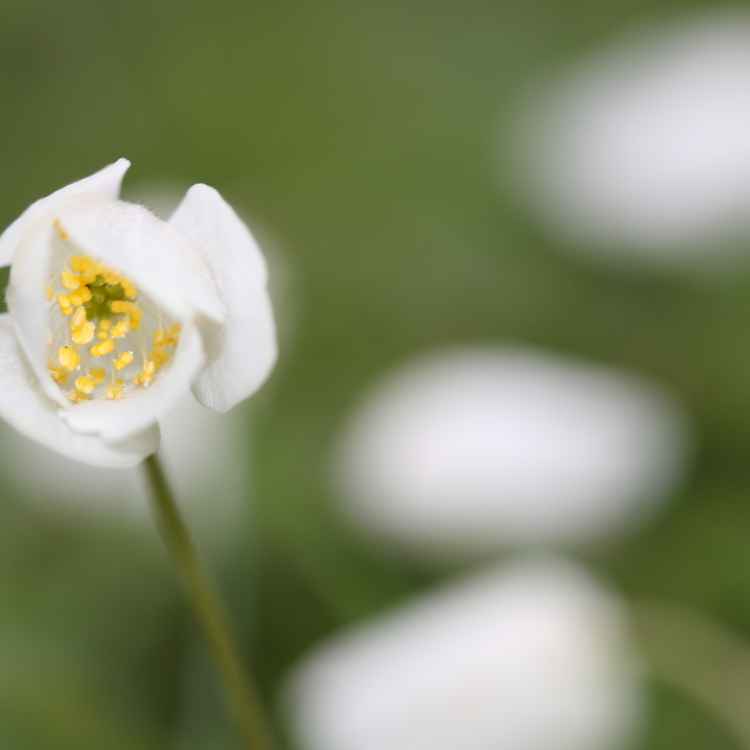 Halboffene Blüte des Buschwindröschens, Anemone nemorosa