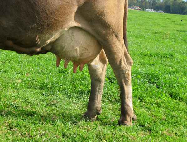 Alles echt - kein Silikon!