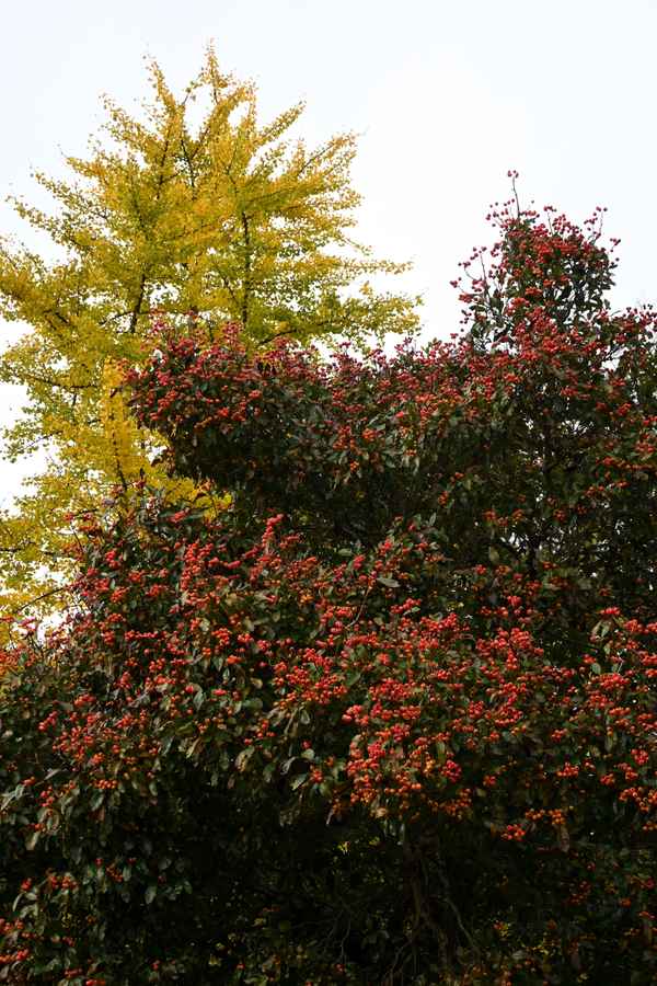 Rot leuchten die Zier&auml;pfel
