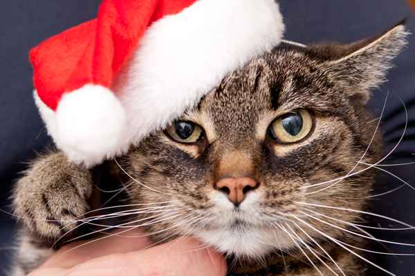 X-mas cat