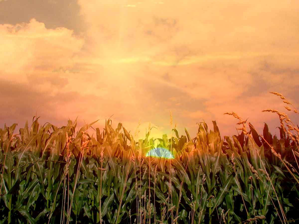 Maisfeld am Abend