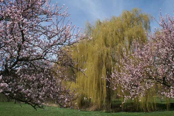 mandelblüte an der südlichen weinstraße/pfalz