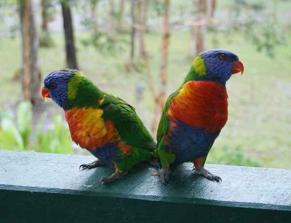 2 Loris