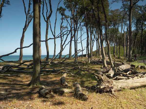 Gespensterwald Nienhagen