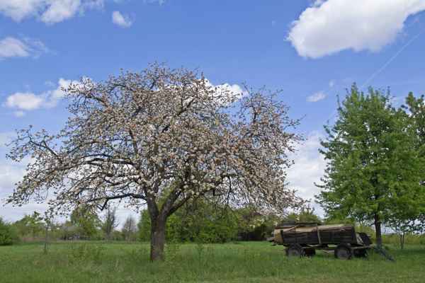 alter Apfelbaum nach einer frostigen Nacht