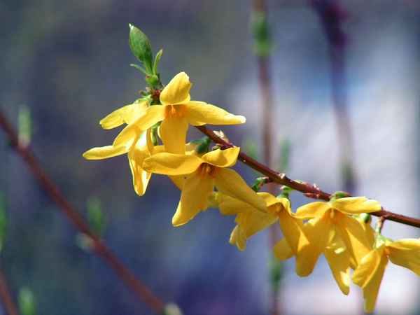 Goldflieder