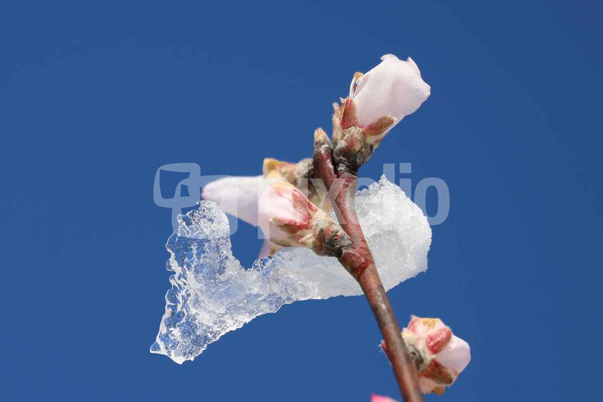 pfirsichblüte bei tauwetter