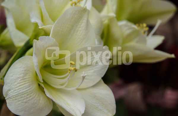 Lilienblüten in weiss