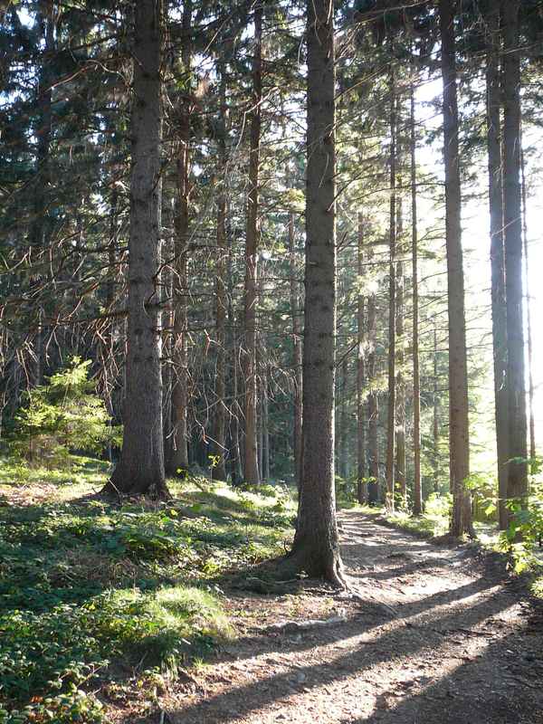 Wald bei Maria Taferl