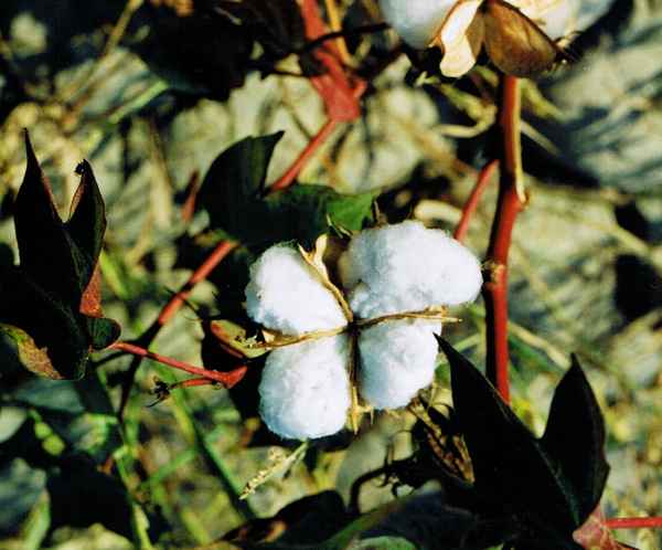 Baumwolle aus der Türkei