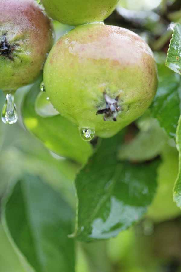 Tropfen auf einem Apfel