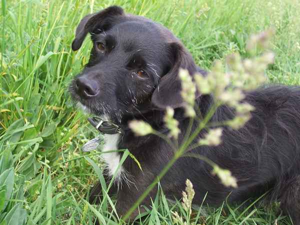 Caddy, der Spurtefix, aufs Bild gebannt...