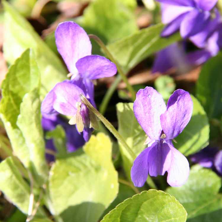 Frühlingserwachen 2008 Teil 2