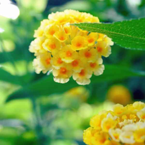 yellowFlower