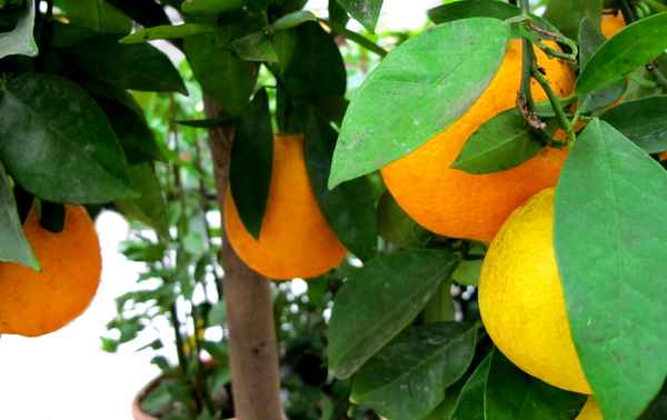 Orangen-Bäumchen
