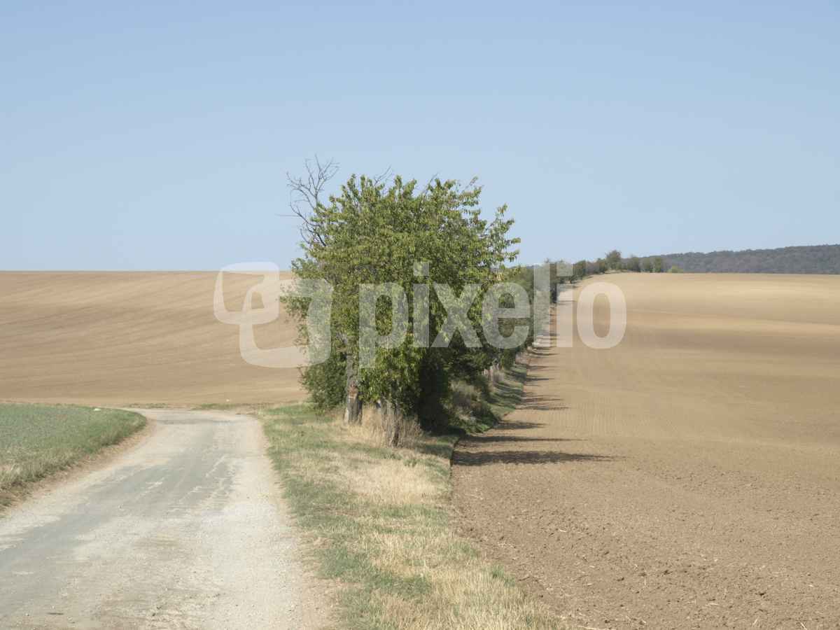 Der alte Feldweg