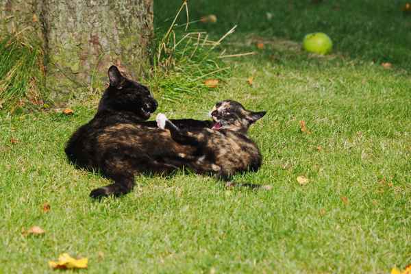 spiel und schule des lebens