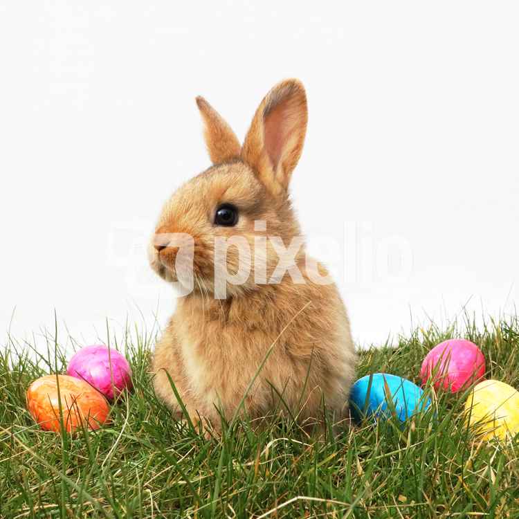 Kleiner Osterhase auf Wiese