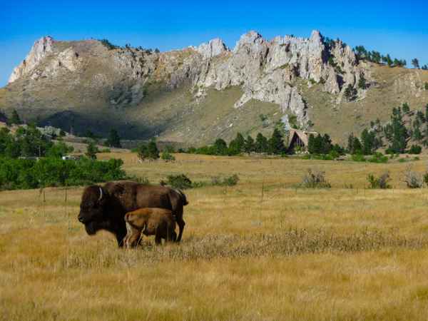 Bueffel im Yellowstone Nationalpark, USA
