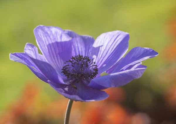 Anemone mit Besucher