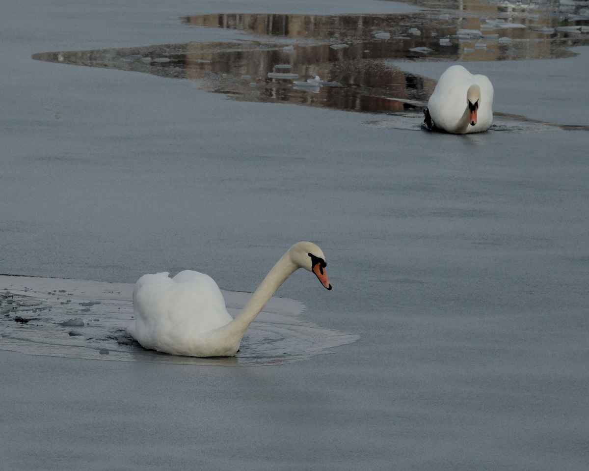 Schwäne auf dem Eis