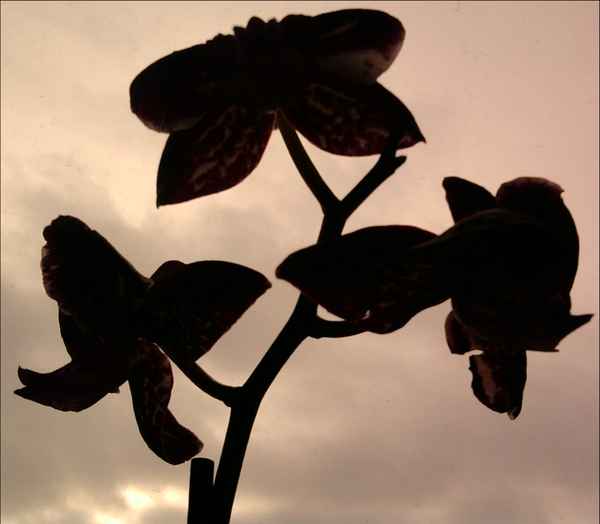 Orchidee