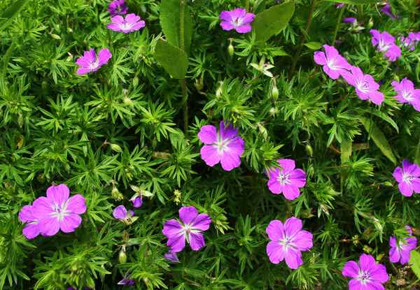 Frühsommer im Westpark 07