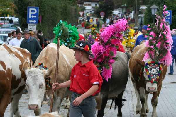 Almabtrieb in Wildschönau am 20.Sept. 2008