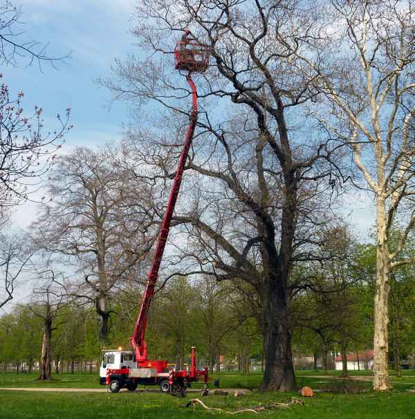 Ein Gärtner in der Baumkrone eines Baumes im Park des Schlosses Pillnitz ( Sachsen )