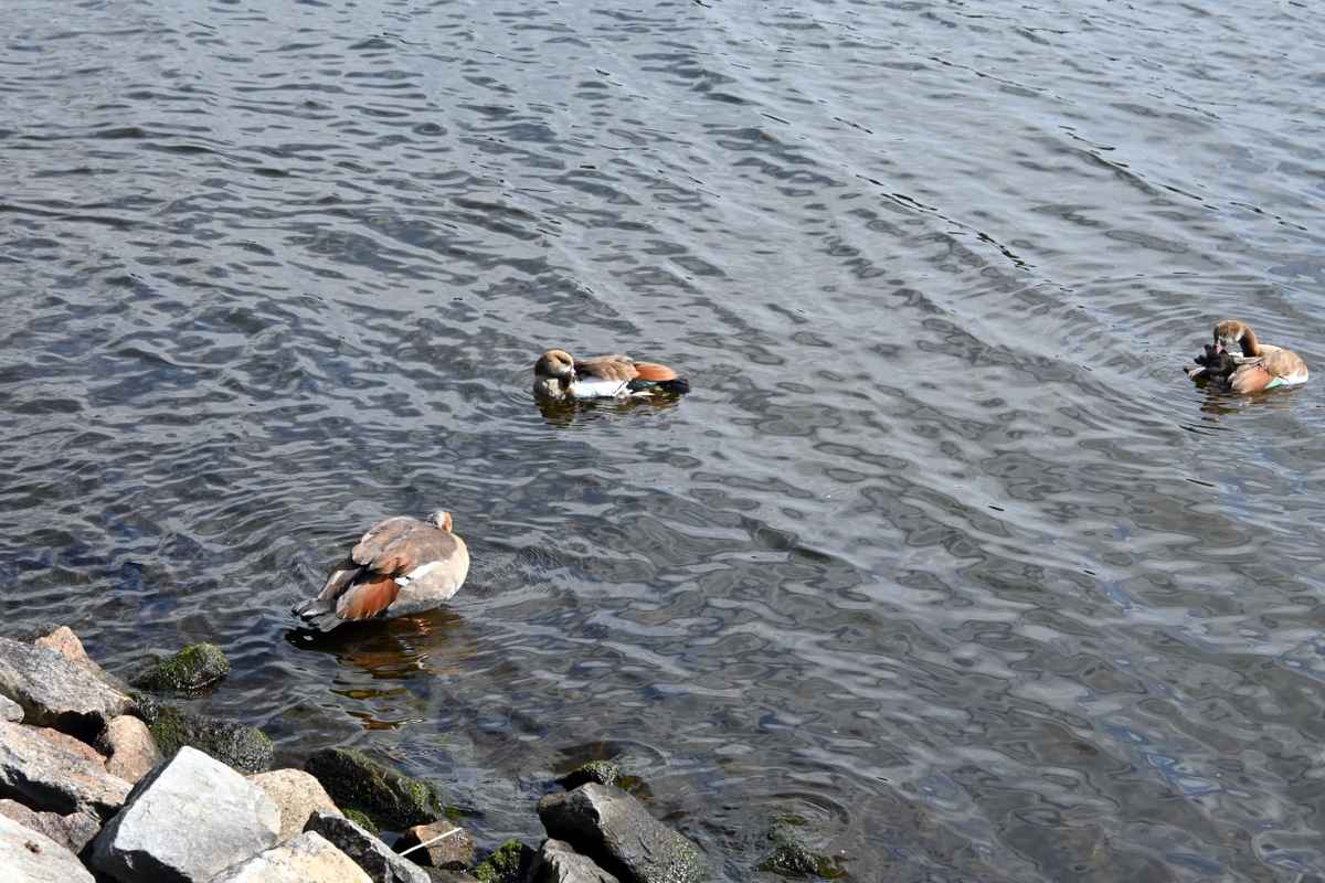 Sägeente macht sich fein