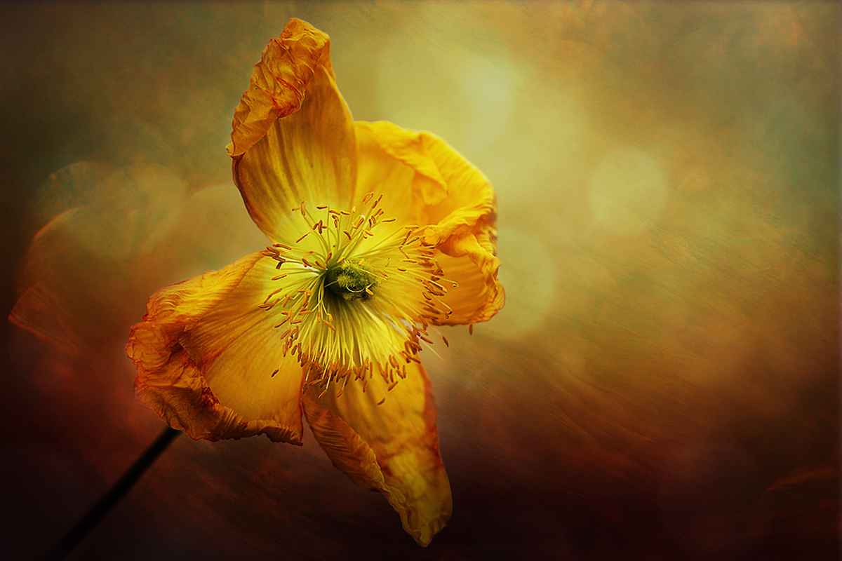 Gelber Mohn