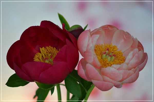 Paeonia