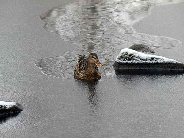 Ente im Eis